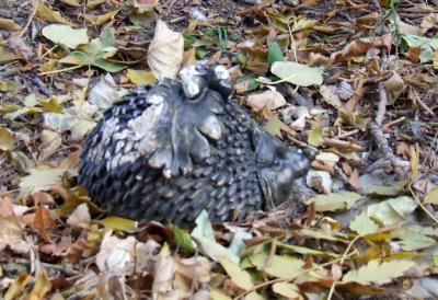 Прикрепленное изображение: DSCF6238.jpg